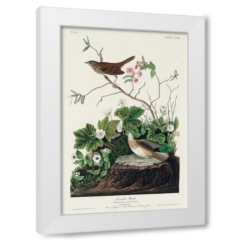 Lincoln Finch White Modern Wood Framed Art Print by Audubon, John James