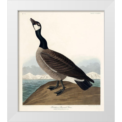 Hutchinss Barnacle Goose White Modern Wood Framed Art Print by Audubon, John James