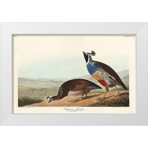 California Partridge White Modern Wood Framed Art Print by Audubon, John James