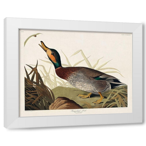 Bemaculated Duck White Modern Wood Framed Art Print by Audubon, John James