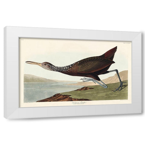 Scolopaceus Courlan White Modern Wood Framed Art Print by Audubon, John James