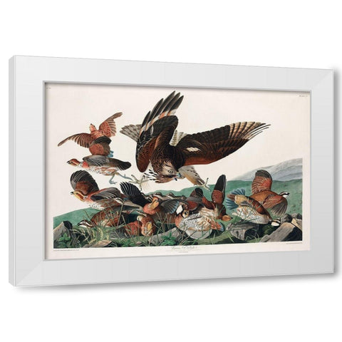Virginian Partridge White Modern Wood Framed Art Print by Audubon, John James