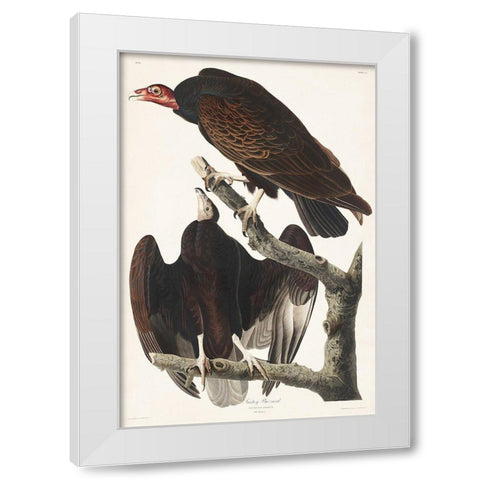 Turkey Buzzard White Modern Wood Framed Art Print by Audubon, John James