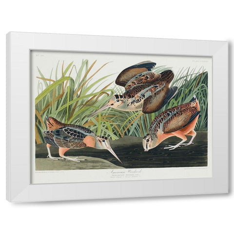American Woodcock White Modern Wood Framed Art Print by Audubon, John James
