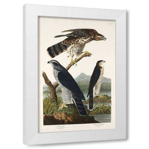 Goshawk and Stanley Hawk White Modern Wood Framed Art Print by Audubon, John James