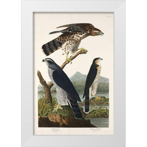 Goshawk and Stanley Hawk White Modern Wood Framed Art Print by Audubon, John James