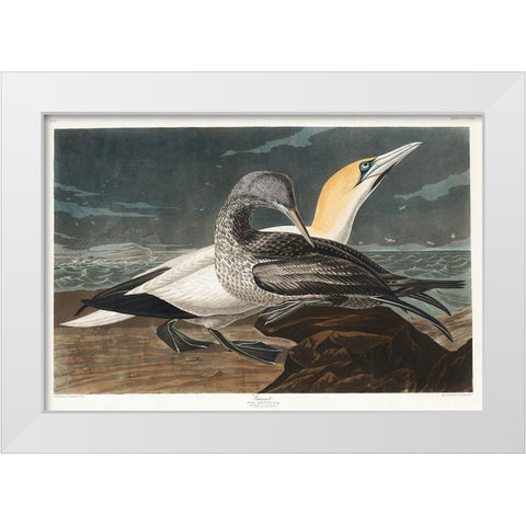 Gannet White Modern Wood Framed Art Print by Audubon, John James
