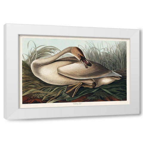 Trumpeter Swan White Modern Wood Framed Art Print by Audubon, John James