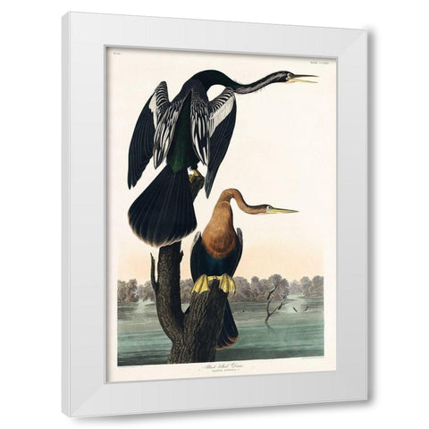 Black-bellied Darter White Modern Wood Framed Art Print by Audubon, John James