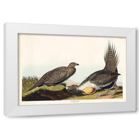 Cock of the Plains White Modern Wood Framed Art Print by Audubon, John James