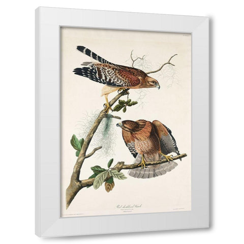 Red-shouldered Hawk White Modern Wood Framed Art Print by Audubon, John James