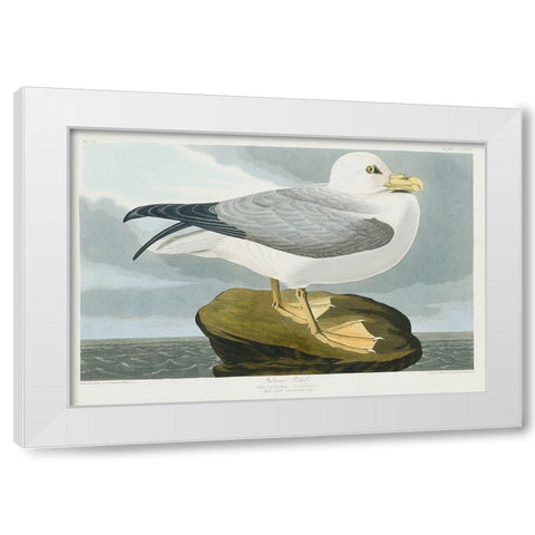 Fulmar Petrel White Modern Wood Framed Art Print by Audubon, John James