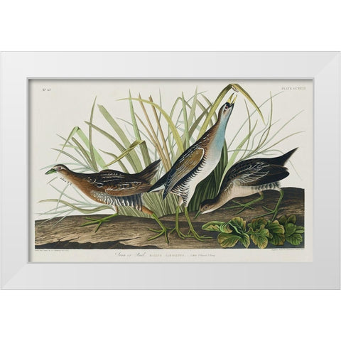 Sora, or Rail White Modern Wood Framed Art Print by Audubon, John James