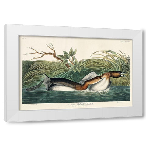 American Pied-billed White Modern Wood Framed Art Print by Audubon, John James