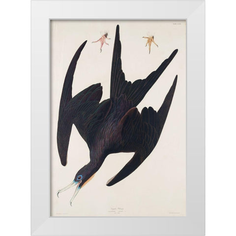 Frigate Pelican White Modern Wood Framed Art Print by Audubon, John James