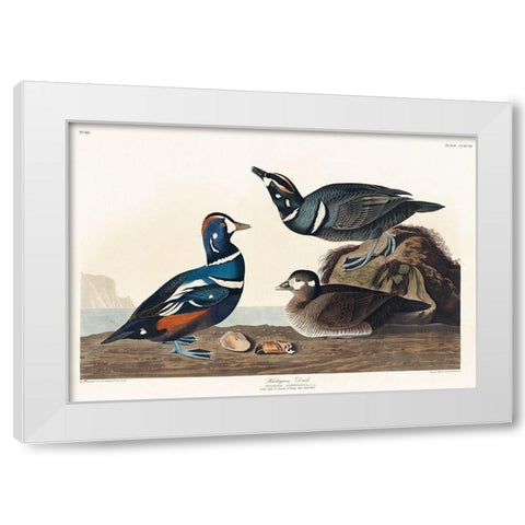 Harlequin Duck White Modern Wood Framed Art Print by Audubon, John James
