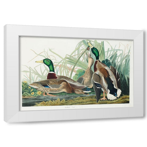 Mallard Duck White Modern Wood Framed Art Print by Audubon, John James