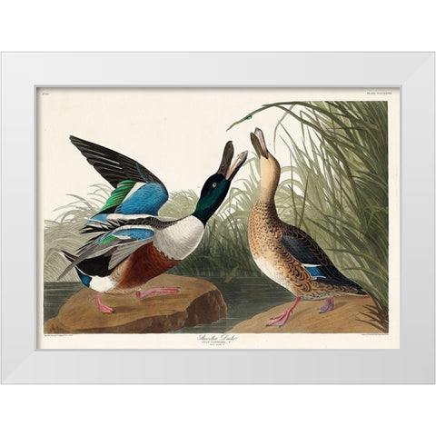 Shoveller Duck White Modern Wood Framed Art Print by Audubon, John James