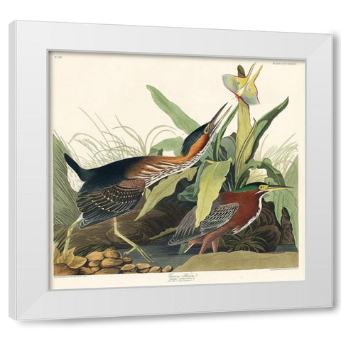 Green Heron White Modern Wood Framed Art Print by Audubon, John James