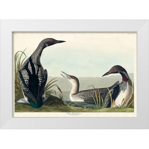 Black-Throated Diver White Modern Wood Framed Art Print by Audubon, John James