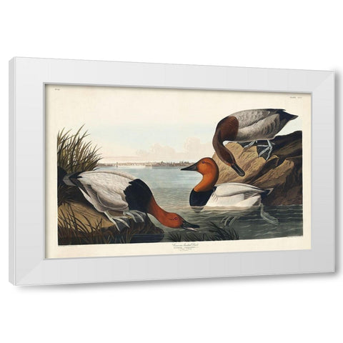 Canvas backed Duck White Modern Wood Framed Art Print by Audubon, John James