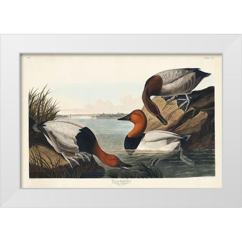 Canvas backed Duck White Modern Wood Framed Art Print by Audubon, John James