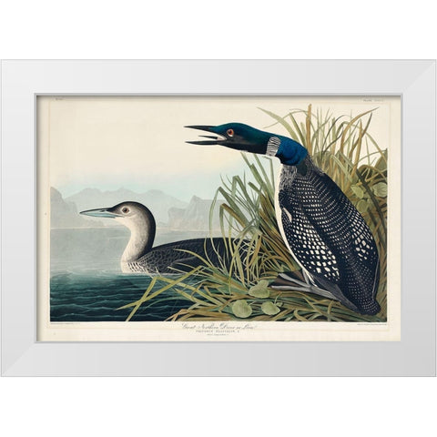 Great Northern Diver or Loon White Modern Wood Framed Art Print by Audubon, John James