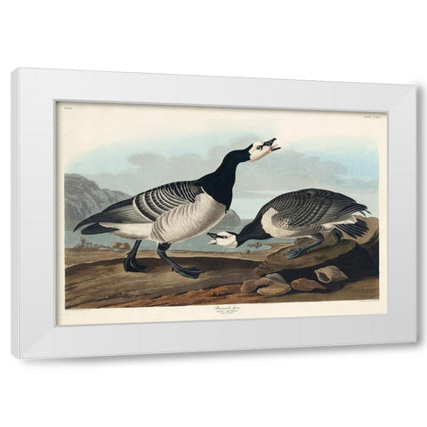 Barnacle Goose White Modern Wood Framed Art Print by Audubon, John James