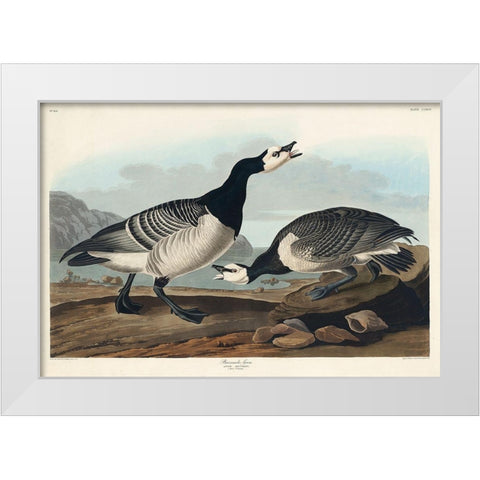Barnacle Goose White Modern Wood Framed Art Print by Audubon, John James