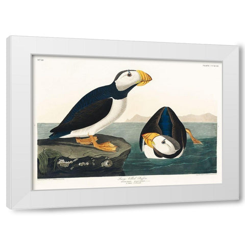 Large billed Puffin White Modern Wood Framed Art Print by Audubon, John James