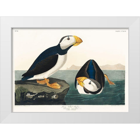 Large billed Puffin White Modern Wood Framed Art Print by Audubon, John James