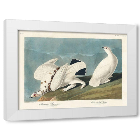 American Ptarmigan and White-tailed Grous White Modern Wood Framed Art Print by Audubon, John James