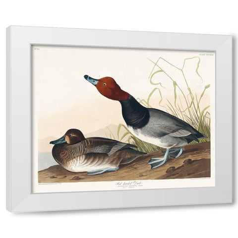 Red-headed Duck White Modern Wood Framed Art Print by Audubon, John James