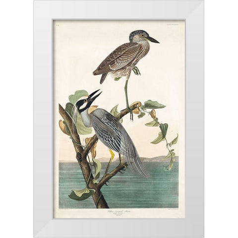 Yellow-Crowned Heron White Modern Wood Framed Art Print by Audubon, John James