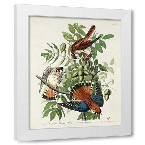 American Sparrow Hawk White Modern Wood Framed Art Print by Audubon, John James