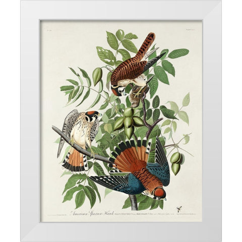 American Sparrow Hawk White Modern Wood Framed Art Print by Audubon, John James