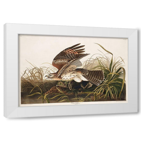 Winter Hawk White Modern Wood Framed Art Print by Audubon, John James