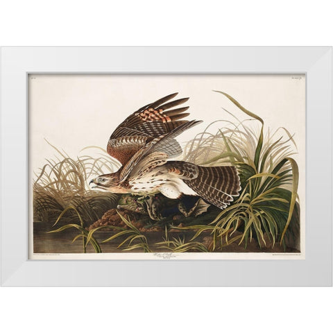 Winter Hawk White Modern Wood Framed Art Print by Audubon, John James