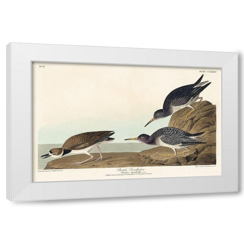 Purple Sandpiper White Modern Wood Framed Art Print by Audubon, John James
