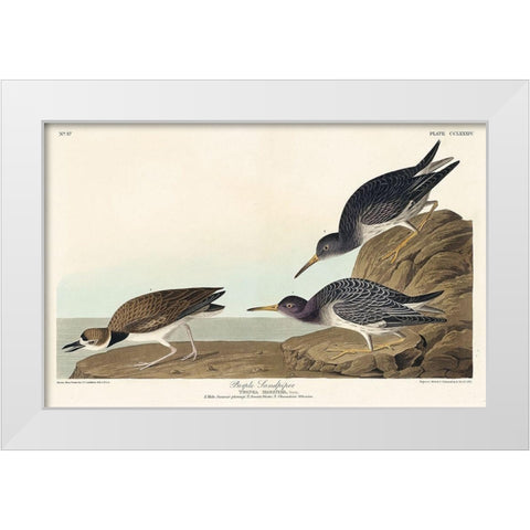 Purple Sandpiper White Modern Wood Framed Art Print by Audubon, John James