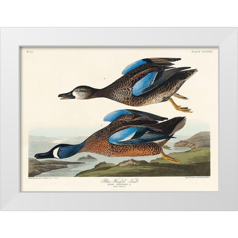 Blue-Winged Teal White Modern Wood Framed Art Print by Audubon, John James