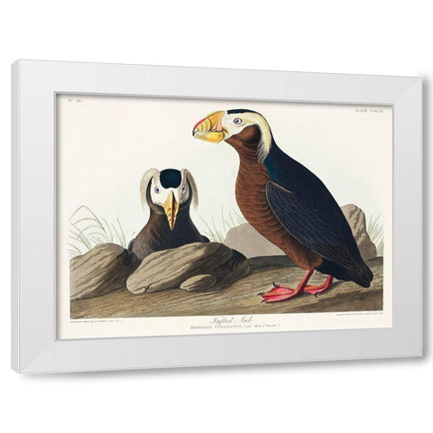 Tufted Auk White Modern Wood Framed Art Print by Audubon, John James