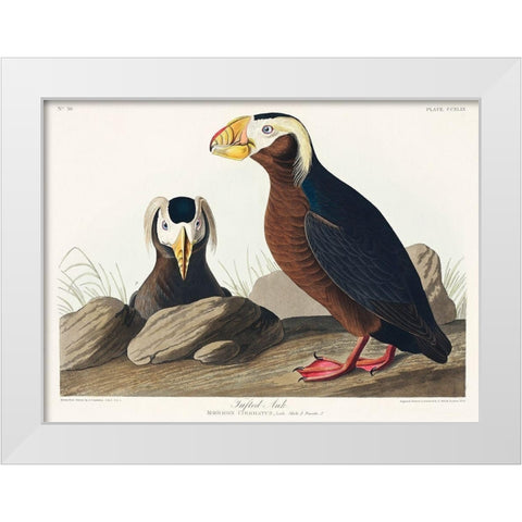 Tufted Auk White Modern Wood Framed Art Print by Audubon, John James