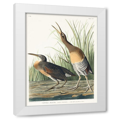 Salt Water Marsh Hen White Modern Wood Framed Art Print by Audubon, John James