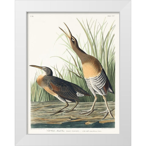 Salt Water Marsh Hen White Modern Wood Framed Art Print by Audubon, John James