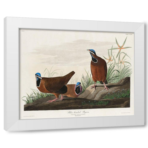 Blue-headed Pigeon White Modern Wood Framed Art Print by Audubon, John James