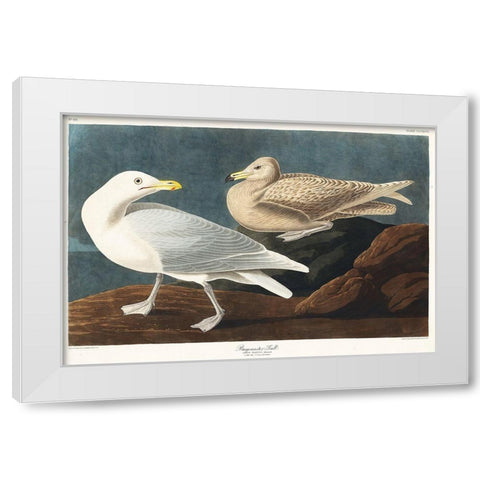Burgomaster Gull White Modern Wood Framed Art Print by Audubon, John James