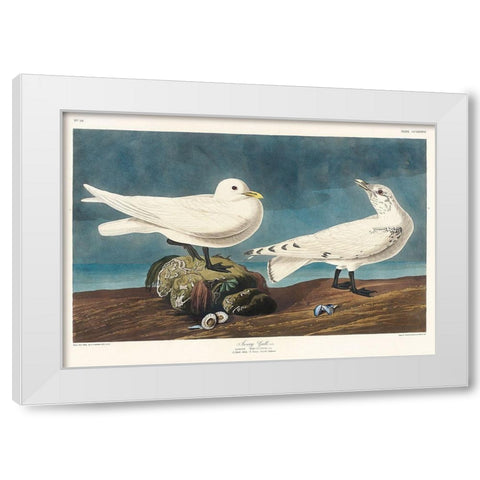 Ivory Gull White Modern Wood Framed Art Print by Audubon, John James