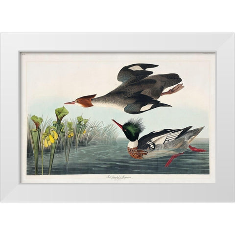 Red-breasted Merganser White Modern Wood Framed Art Print by Audubon, John James