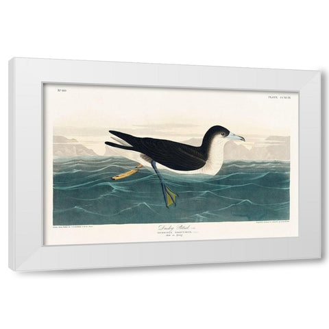 Dusky Petrel White Modern Wood Framed Art Print by Audubon, John James